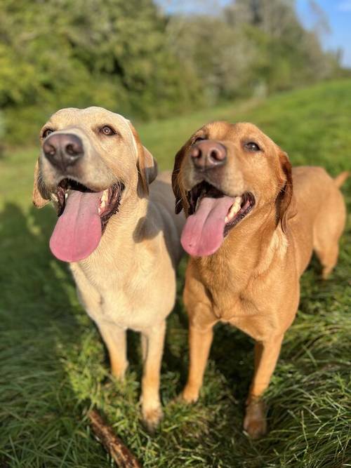 Yellow and fox red Labrador puppies for sale in Crewe, Cheshire - Image 7