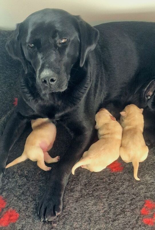 Yellow & black working type, bred for exceptional temperament and quality