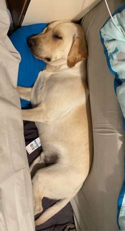 Yellow/ginger Labrador for stud for sale in Liverpool, Merseyside | Image 1