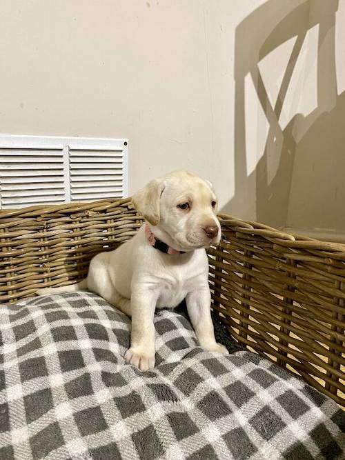 Yellow KC Labrador girls. Health checked. Champion pedigree for sale in Nottinghamshire - Image 2