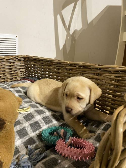 Yellow KC Labrador girls. Health checked. Champion pedigree for sale in Nottinghamshire - Image 6