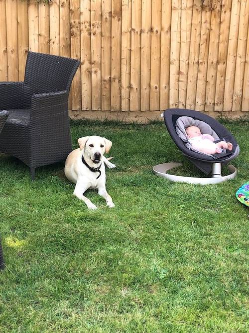 Yellow KC Labrador girls. Health checked. Champion pedigree for sale in Nottinghamshire - Image 9