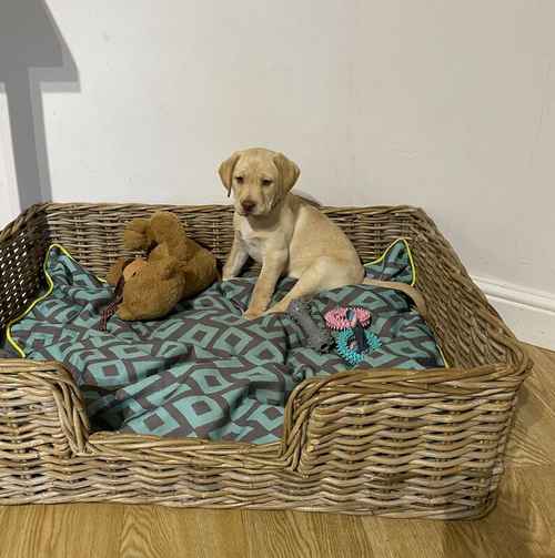 Yellow KC Labrador girls. Health checked. Champion pedigree for sale in Nottinghamshire