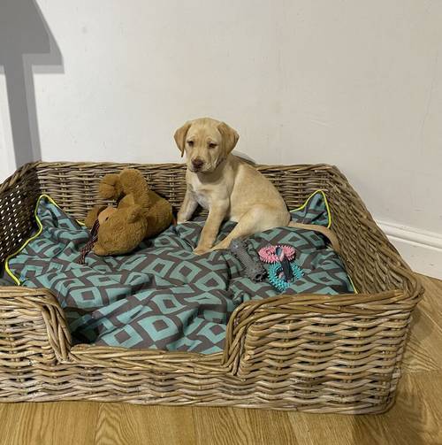 Yellow KC Labrador girls. Health checked. Champion pedigree for sale in Nottinghamshire - Image 1