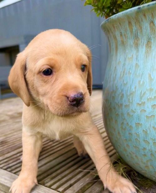 Yellow KC registered labradors ready May for sale in Salisbury, Wiltshire