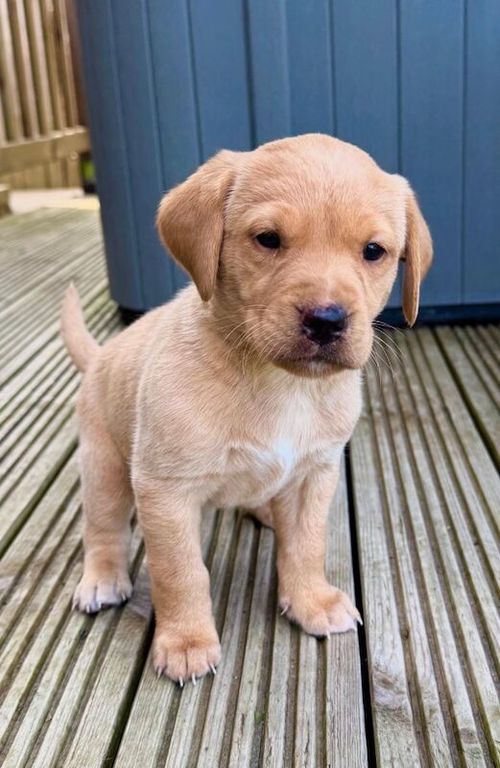 Yellow KC registered labradors ready May for sale in Salisbury, Wiltshire