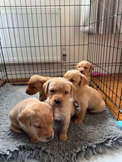 Yellow KC registered labradors ready May for sale in Salisbury, Wiltshire | Image 2