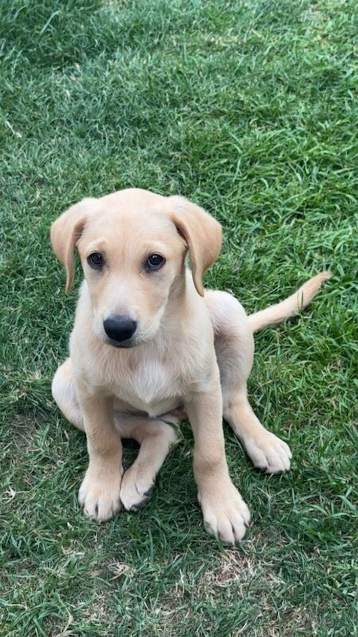 Yellow Lab Pup - Image 2 of 4