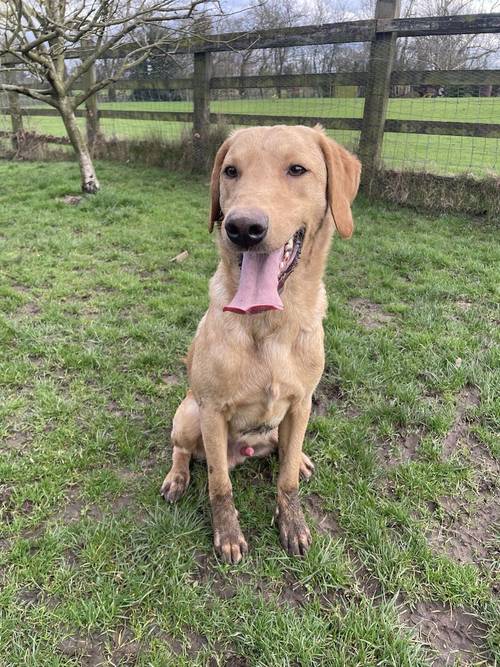 Yellow Labrador for sale in Leyland, Lancashire - Image 11