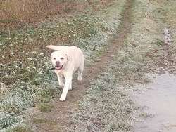 YELLOW LABRADOR BITCH - Excellent Pedigree. for sale in Chelmsford Essex | Image 2