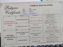 YELLOW LABRADOR BITCH - Excellent Pedigree. for sale in Chelmsford Essex | Image 4