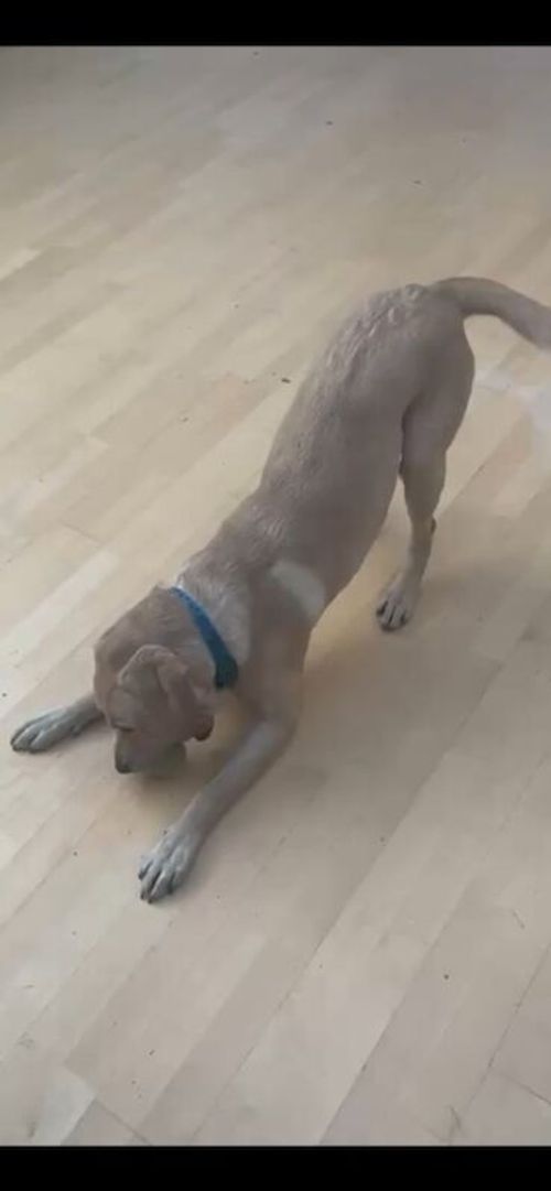 YELLOW LABRADOR FOR SALE in Calne, Wiltshire