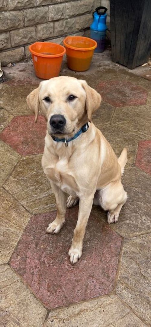 YELLOW LABRADOR FOR SALE in Calne, Wiltshire