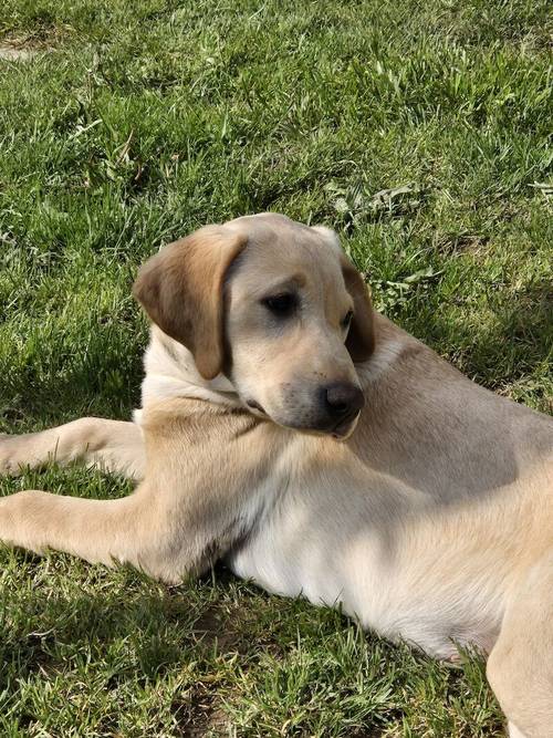 Yellow Labrador Pup for sale in Milford Haven/Aberdaugleddau, Pembrokeshire - Image 3