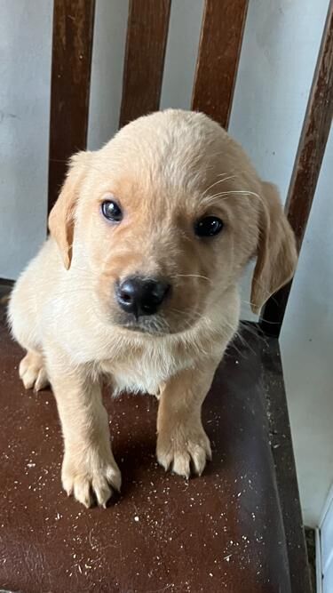 Golden retriever and german shepherd mix for sale 2025
