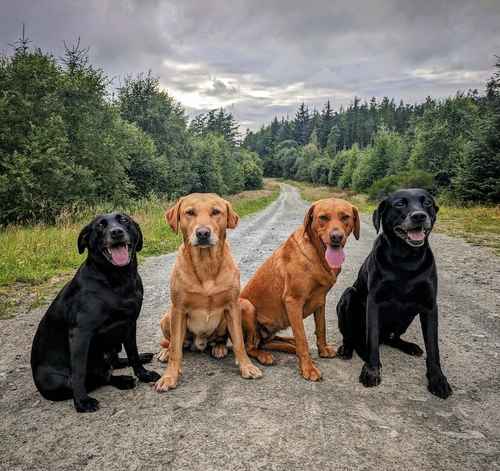 Yellow Labrador puppies for sale in Jedburgh, Scottish Borders