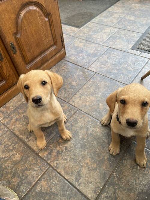 Yellow Labrador Puppies for sale in Leyland, Lancashire - Image 7
