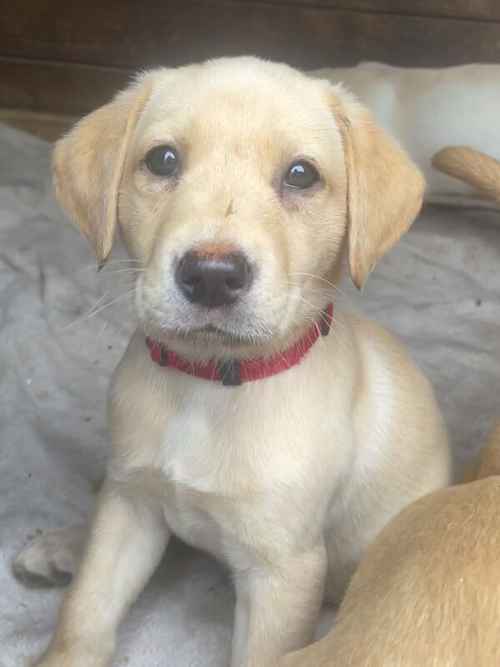 Yellow Labrador puppies for sale in Chorley, Lancashire