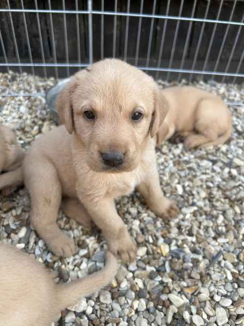 Yellow Labrador puppies for sale in Beck Row, Suffolk