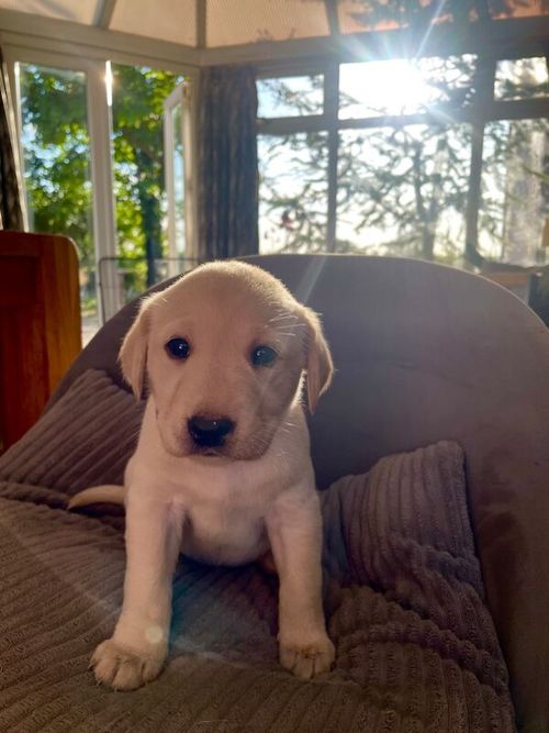 Yellow Labrador puppies for sale in Leyland, Lancashire