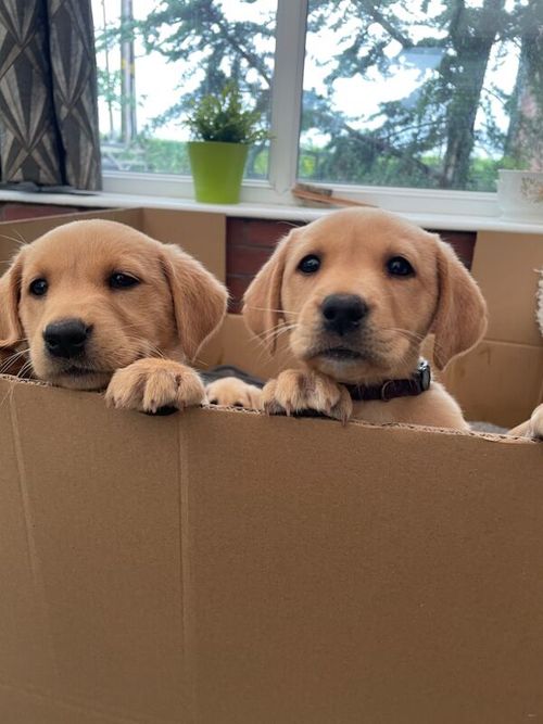 Yellow Labrador puppies for sale in Leyland, Lancashire
