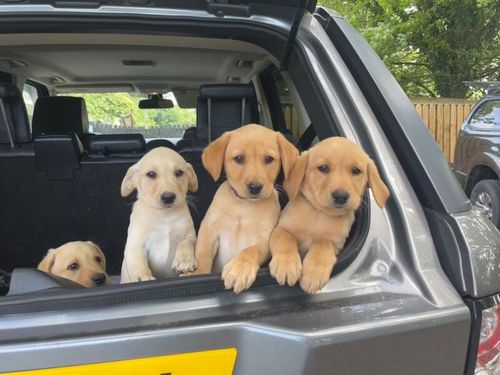 Yellow Labrador puppies for sale in Leyland, Lancashire