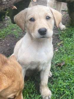 Yellow Labrador puppies for sale in Leyland, Lancashire | Image 2