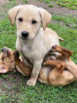 Yellow Labrador puppies for sale in Leyland, Lancashire | Image 3