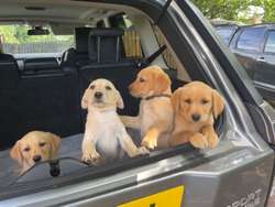 Yellow Labrador puppies for sale in Leyland, Lancashire | Image 4