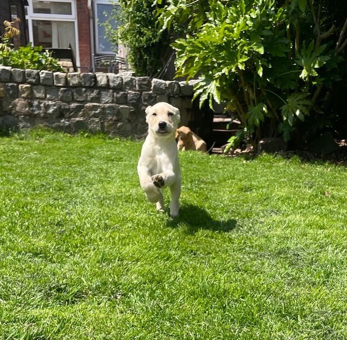 Yellow Labrador puppies for sale in Leyland, Lancashire