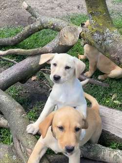 Yellow Labrador puppies for sale in Leyland, Lancashire | Image 2