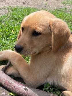 Yellow Labrador puppies for sale in Leyland, Lancashire | Image 3