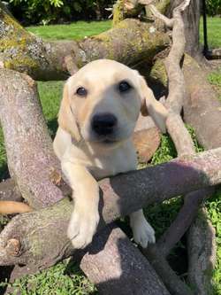 Yellow Labrador puppies for sale in Leyland, Lancashire | Image 4