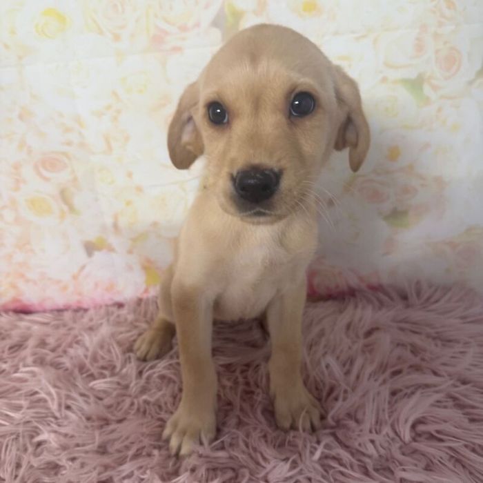 Labrador Retriever puppies for sale in Market Rasen, Lincolnshire – KC registered, 4 months old - Image 2 of 7