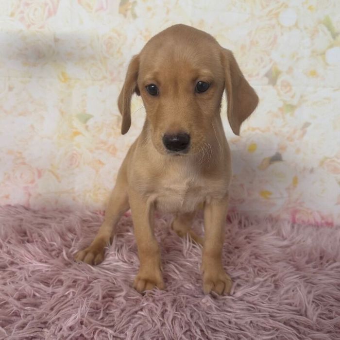 Labrador Retriever puppies for sale in Market Rasen, Lincolnshire – KC registered, 4 months old - Image 3 of 7