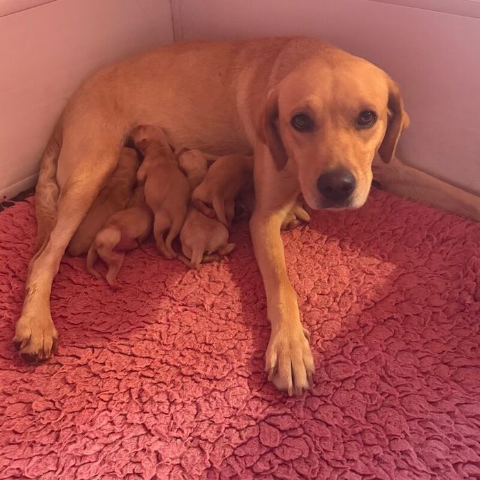 Labrador Retriever puppies for sale in Market Rasen, Lincolnshire – KC registered, 4 months old - Image 4 of 7