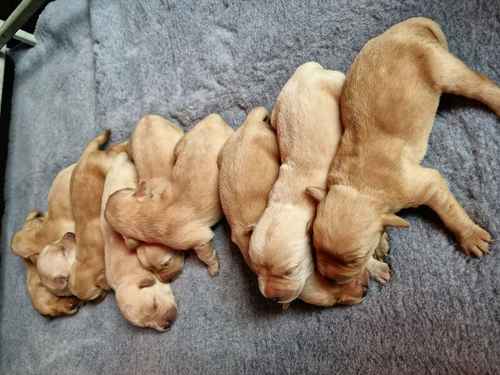 Yellow Labrador Pups for sale in East Ayrshire