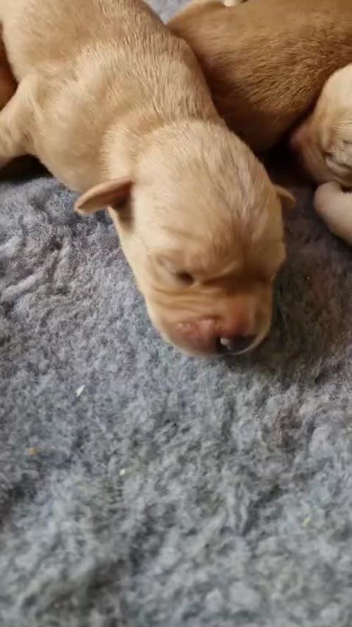 Yellow Labrador Pups for sale in East Ayrshire