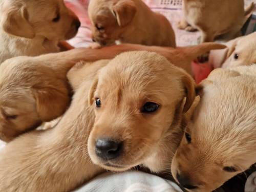 Yellow Labrador Pups for sale in New Cumnock, East Ayrshire - Image 1