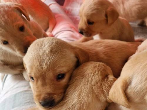 Yellow Labrador Pups for sale in New Cumnock, East Ayrshire - Image 2