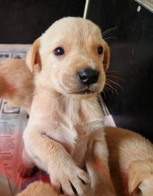 Yellow Labrador Pups for sale in New Cumnock, East Ayrshire - Image 3