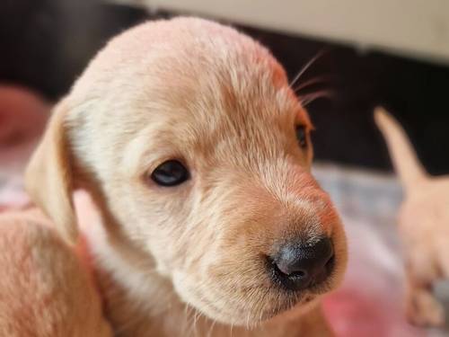 Yellow Labrador Pups for sale in New Cumnock, East Ayrshire - Image 4