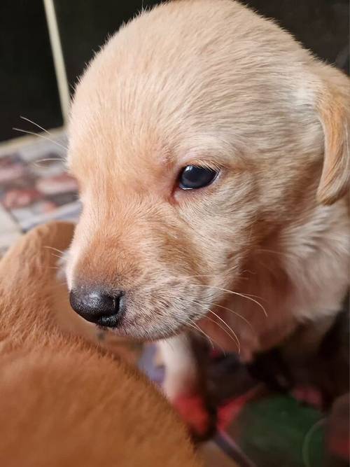 Yellow Labrador Pups for sale in New Cumnock, East Ayrshire - Image 5