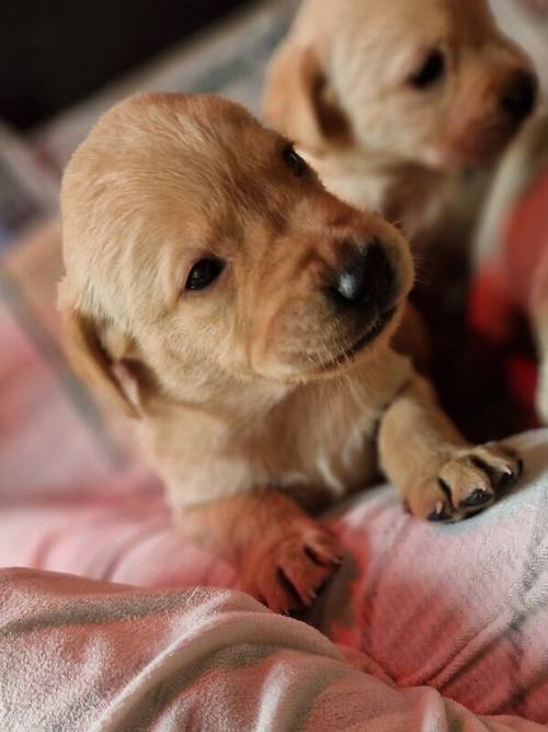 Yellow Labrador Pups for sale in New Cumnock, East Ayrshire - Image 6