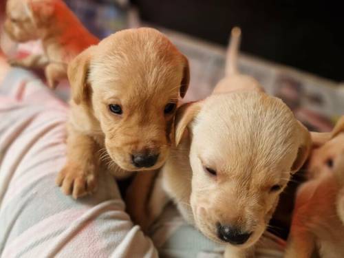 Yellow Labrador Pups for sale in New Cumnock, East Ayrshire - Image 7