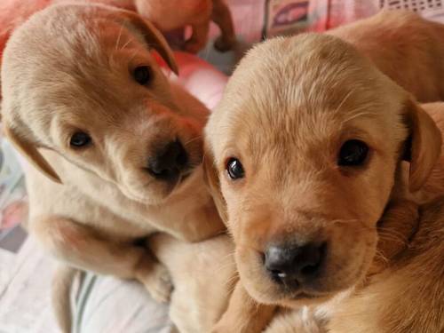 Yellow Labrador Pups for sale in New Cumnock, East Ayrshire - Image 8