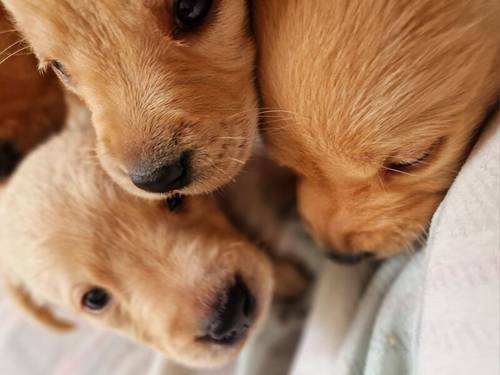 Yellow Labrador Pups for sale in New Cumnock, East Ayrshire - Image 9