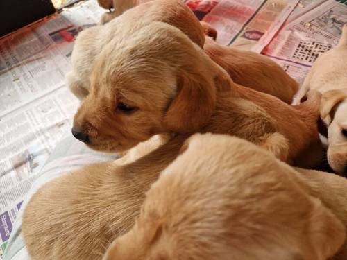 Yellow Labrador Pups for sale in New Cumnock, East Ayrshire - Image 10