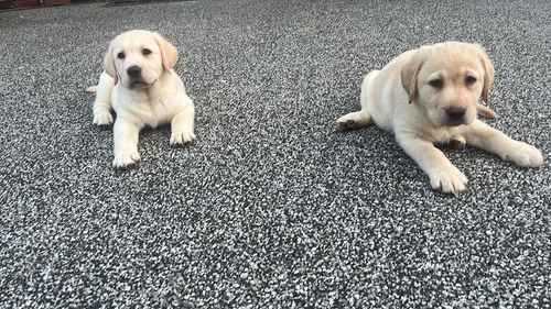 Litter of Yellow KC Registered Labrador Pups for sale in Newcastle upon Tyne, Tyne and Wear