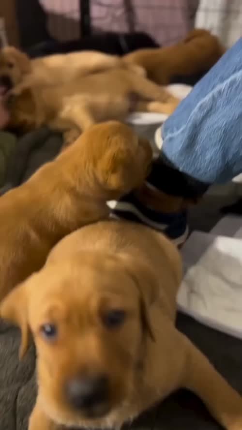 Young Cute Labrador Retriever Puppies available. for sale in Eye, Suffolk